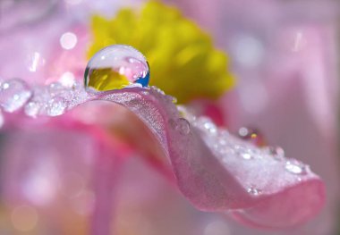 Güzel bir çiçeğin yaprakları üzerinde çiy bir damla