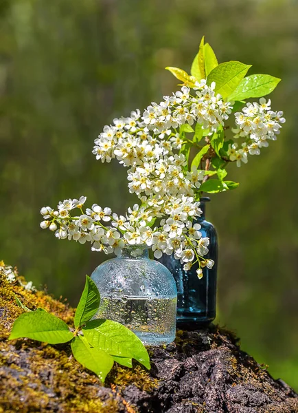 Bulanık bir arka plan yakın çekim üzerinde cam bir vazo kiraz çiçek kümeleri