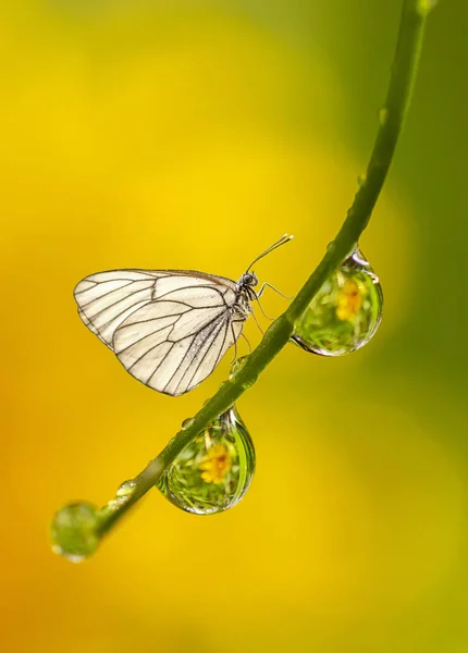 Schmetterling Auf Einem Grashalm Mit Tautropfen Großaufnahme Auf Verschwommenem Hintergrund — Stockfoto