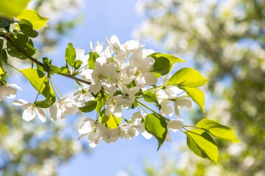 Bulanık arka planda güzel beyaz çiçekler yakın çekim ile Elma dalları