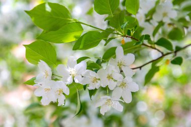 Bulanık arka planda güzel beyaz çiçekler yakın çekim ile Elma dalları