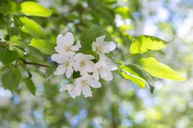 Bulanık arka planda güzel beyaz çiçekler yakın çekim ile Elma dalları