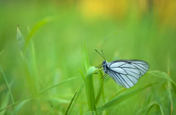 Schöner Weißer Schmetterling Auf Grashalm Nahaufnahme Auf Verschwommenem Hintergrund — Stockfoto