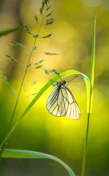 Beautiful White Butterfly Grass Stem Close Blurred Background — Stock Photo, Image