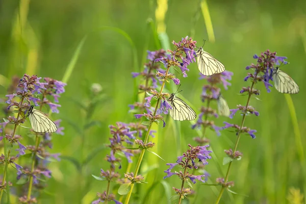 Bulanık arka planda mavi çiçekler yakın çekim güzel kelebekler