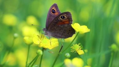 Bulanık arka planda sarı çiçek yakın çekim güzel kelebek