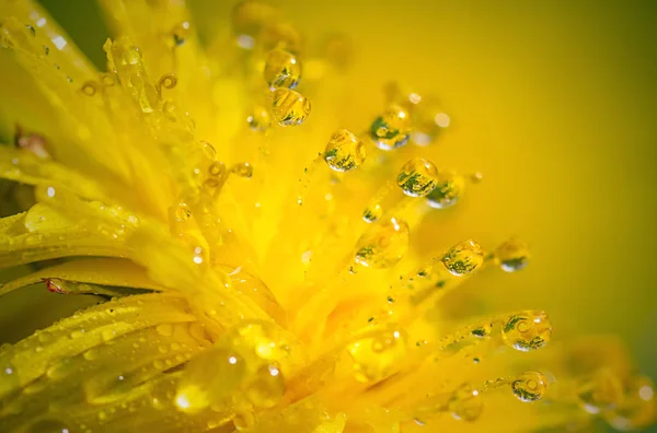 Löwenzahnblüte Mit Tautropfen Auf Blütenblättern Nahaufnahme Auf Verschwommenem Hintergrund — Stockfoto