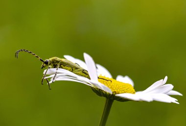 bulanık bir arka plan üzerinde bir Papatya çiçek yakın çekim üzerinde oturan böcek