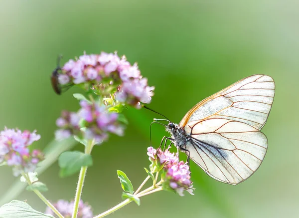 ぼやけた背景に花のクローズアップに美しい蝶 — ストック写真