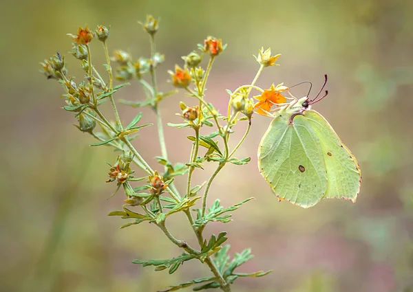 Красивая Бабочка Растении Жёлтыми Цветами Крупным Планом Размытом Фоне — стоковое фото