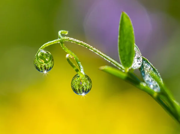 Una Gota Rocío Matutino Sobre Tallo Hierba Con Bokeh Primer — Foto de Stock