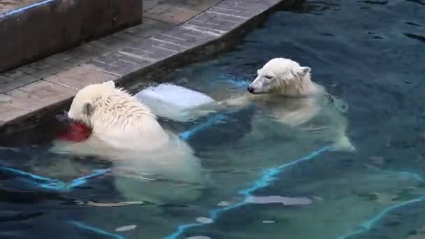 Λευκά Μικρά Κολυμπούν Και Παίζουν Στην Πισίνα Στον Ζωολογικό Κήπο — Αρχείο Βίντεο