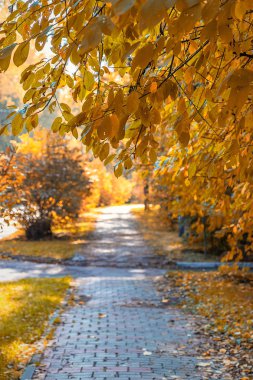 Parlak sonbahar ağaçları arasında Botanik bahçesinde Güzel sokak