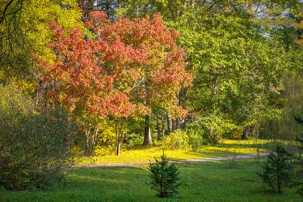 Beautiful Alley Botanical Garden Novosibirsk Painted Bright Autumn Kraskami — Stock Photo, Image