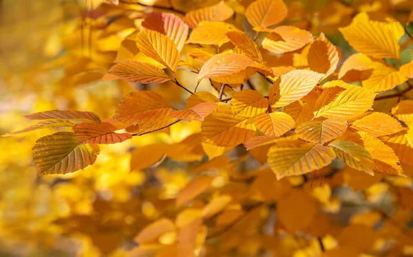 公園の明るい紅葉 — ストック写真