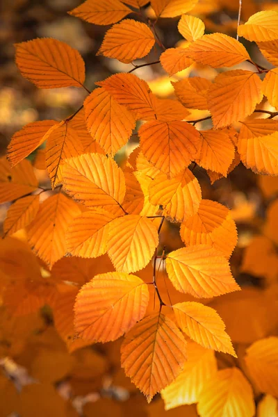 公園の明るい紅葉 — ストック写真