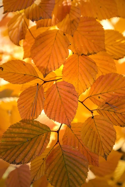 公園の明るい紅葉 — ストック写真