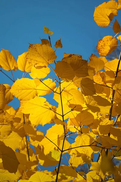 Яскраве Осіннє Листя Дерев Парку — стокове фото