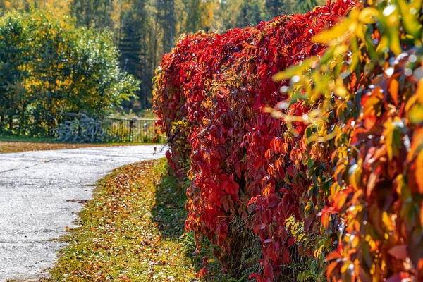 Beautiful alley in the Botanical garden in Novosibirsk, painted a bright, autumn kraskami