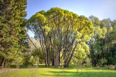 Şehir Parkı geniş bir taç ile uzun bir ağaç