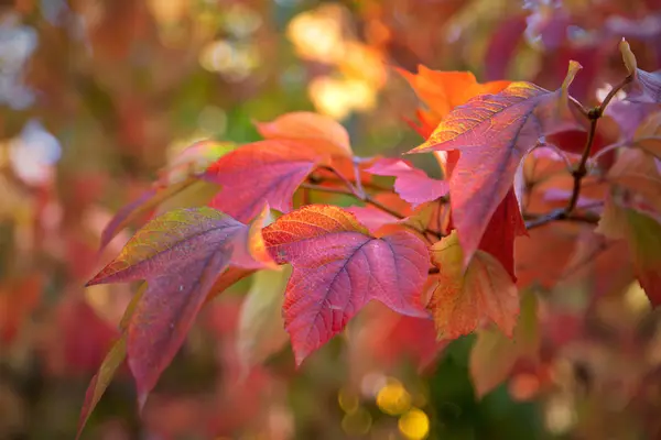 Maroon Autumn Maple Leaves City Park — Stock Photo, Image