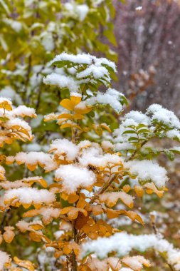 Akçaağaç yaprakları ilk karla kaplı.