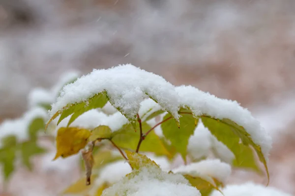 Folhas Bordo Cobertas Com Primeira Neve — Fotografia de Stock