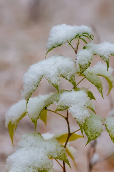Esdoorn Bladeren Bedekt Met Eerste Sneeuw — Stockfoto