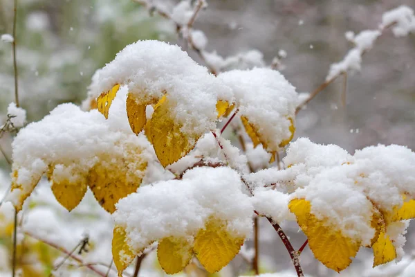 Esdoorn Bladeren Bedekt Met Eerste Sneeuw — Stockfoto