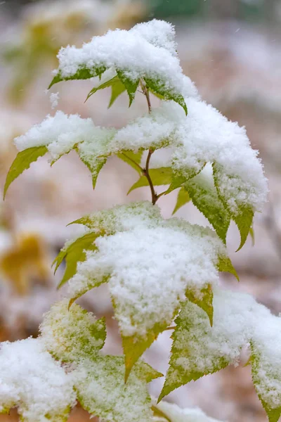 Esdoorn Bladeren Bedekt Met Eerste Sneeuw — Stockfoto