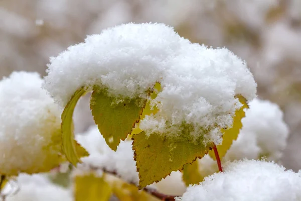 Esdoorn Bladeren Bedekt Met Eerste Sneeuw — Stockfoto