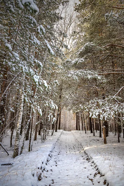 Bosque Invierno Copos Nieve Blanca Con Camino Hacia Distancia —  Fotos de Stock