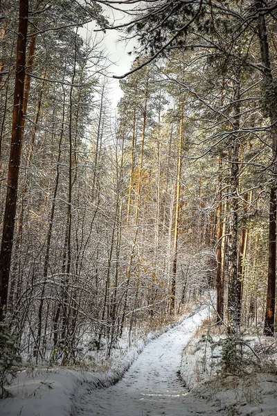 Зимовий Ліс Пластівцях Білого Снігу Дорогою Йде Відстань — стокове фото