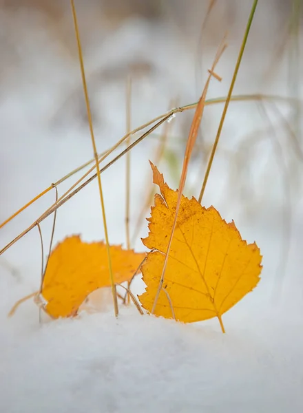 Esdoorn Bladeren Sneeuw Close — Stockfoto