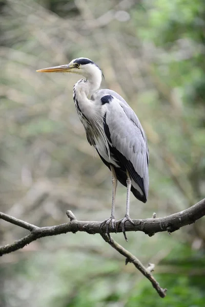 Close-up of a gray heron Royalty Free Stock Photos