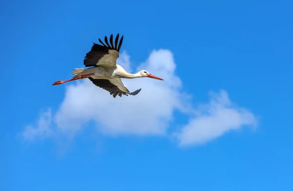 Flying Stork Background White Clouds Blue Sky Summer Day — Stock Photo, Image