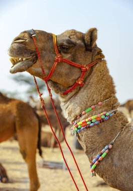 Deve Pushkar Fuarı - Rajasthan, Hindistan, Asya dekore edilmiş