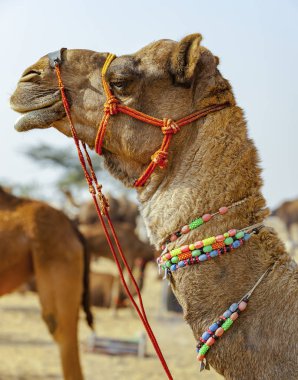 Deve Pushkar Fuarı - Rajasthan, Hindistan, Asya dekore edilmiş