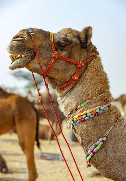 Decorated camel at the Pushkar fair - Rajasthan, India, Asia — Stock Photo, Image