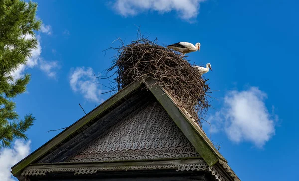 Yaz aylarında çatı yuvadaki leylek oturabilirsiniz