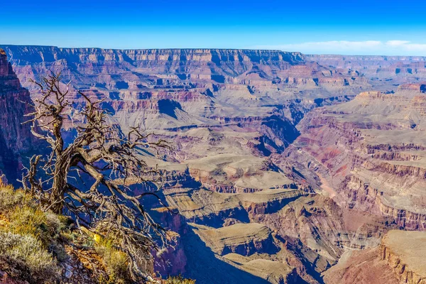 Grand Canyon et vieil arbre sec au premier plan, Arizona, USA — Photo