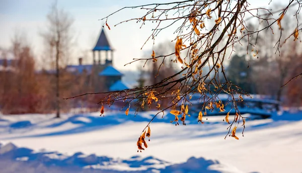 Gałęzi Lipy Tle Park Zimowy — Zdjęcie stockowe