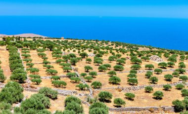 Bir zeytin Ekim Girit dağ manzarası