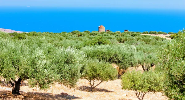 Vista de una plantación de olivos en la montaña de Creta — Foto de Stock