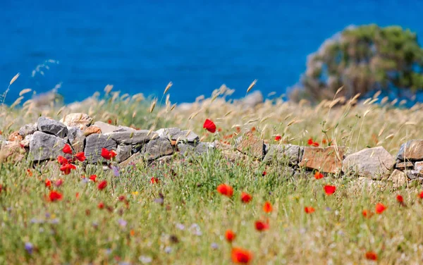 Wild red poppies in the mountains of Crete — Stock Photo, Image