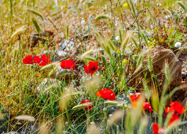Vadon élő vörös mákok Kréta hegyeiben — Stock Fotó