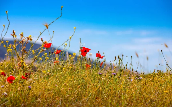 Vadon élő vörös mákok Kréta hegyeiben — Stock Fotó