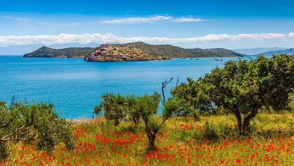 Spring in Crete - poppies, olives — Stock Photo, Image