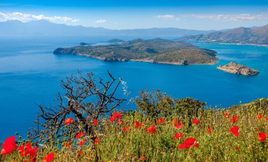 Kırmızı gelincikler Spinalonga kalesinin arka planında ve 