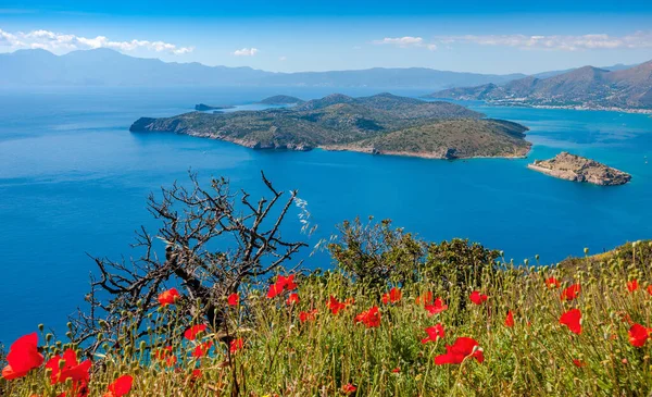 Red poppies on the background of the fortress of Spinalonga and — Stock Photo, Image